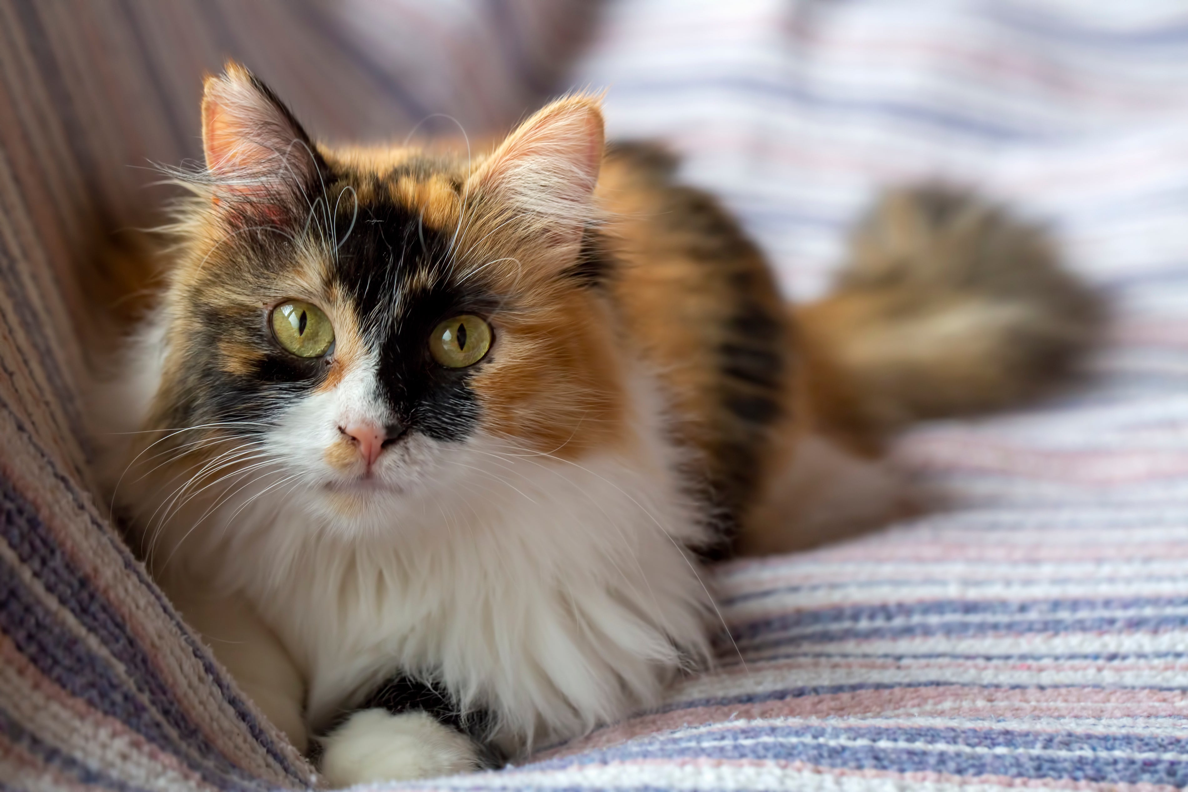 Calico kittens for sale discount
